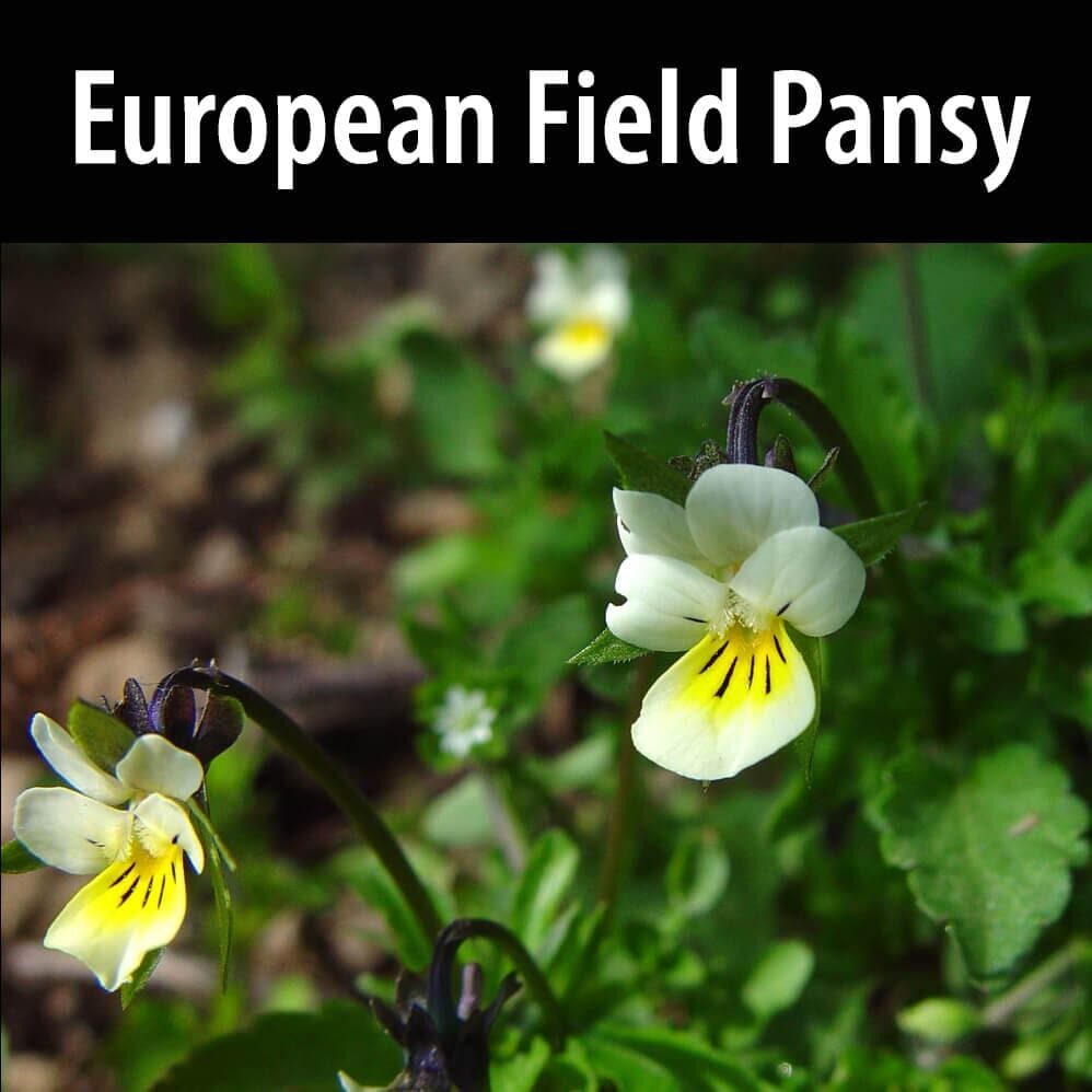 A close up of some flowers with the words " european field pansy ".