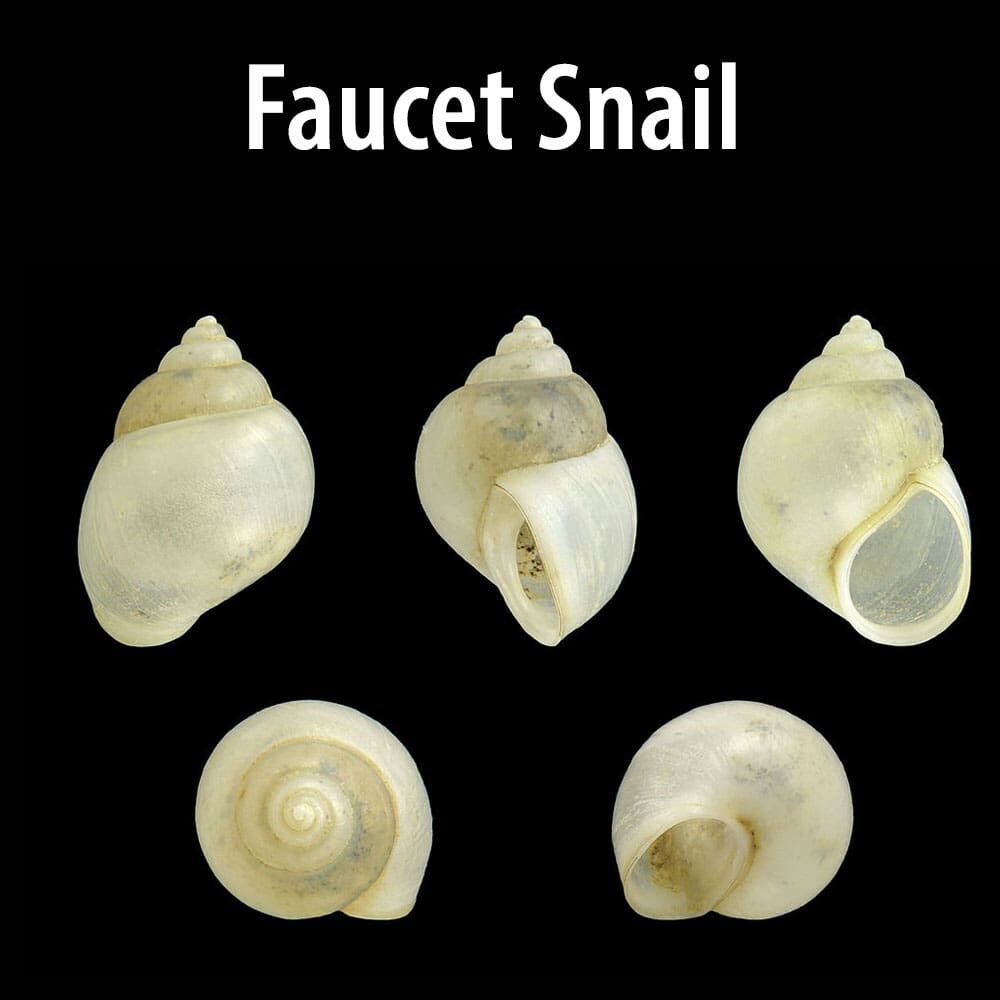 Faucet Snail