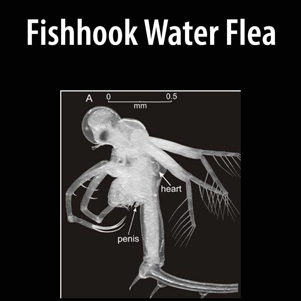 Fishhook Water Flea