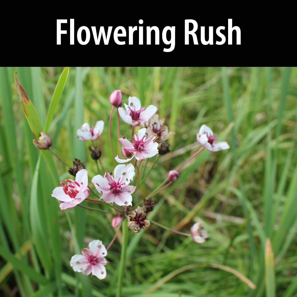 Flowering Rush