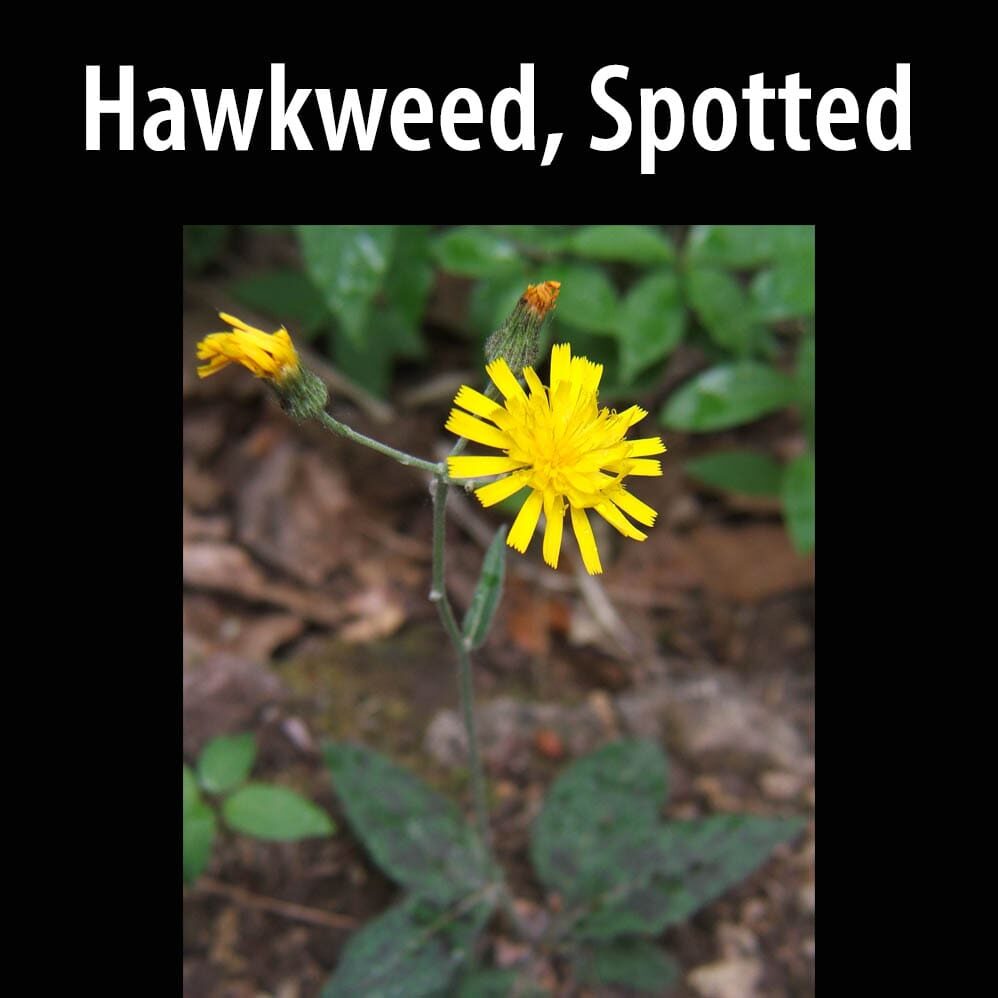 Hawkweed, Spotted