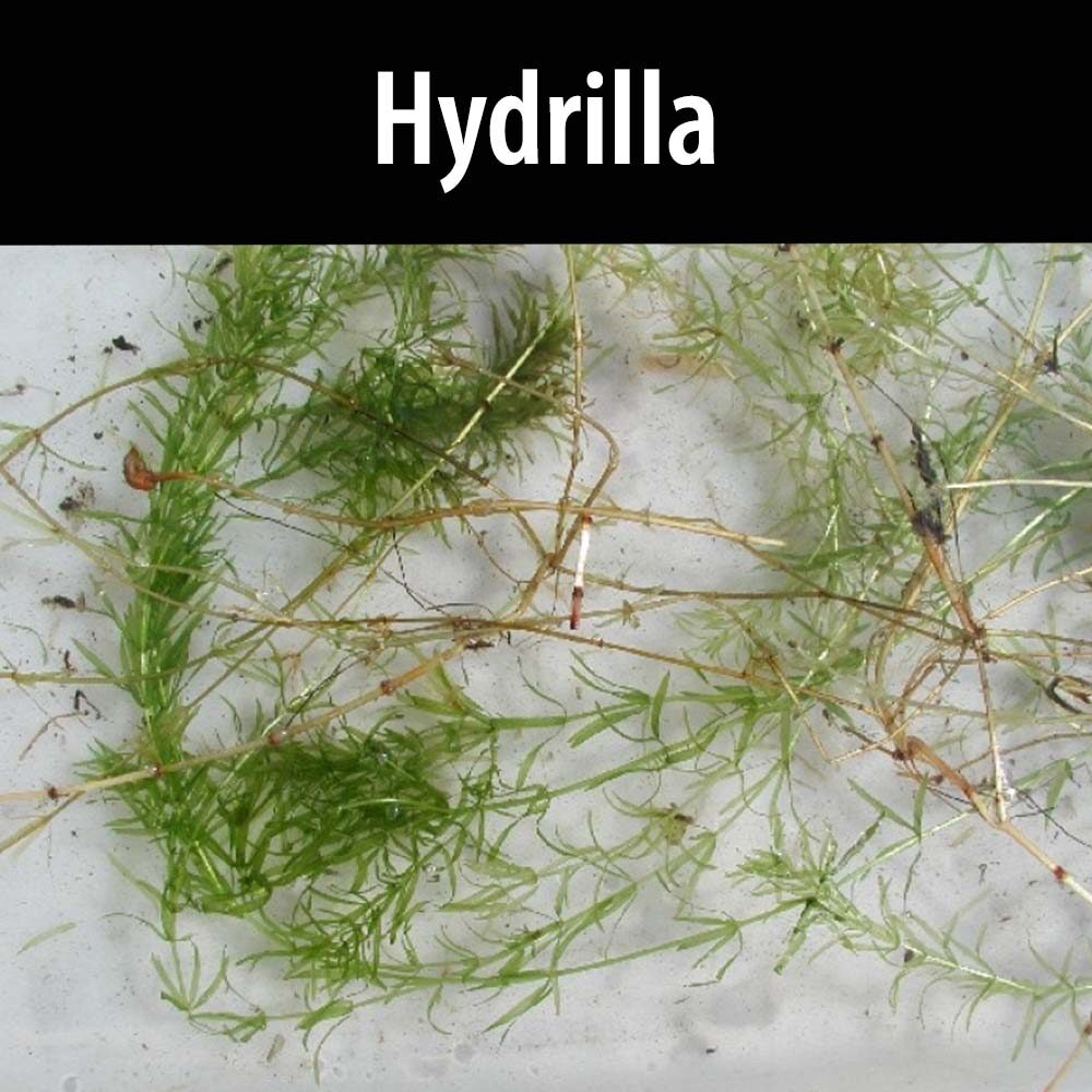A close up of some plants with the word hydrilla