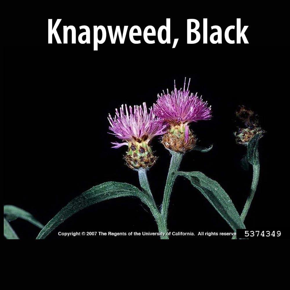 Knapweed Black