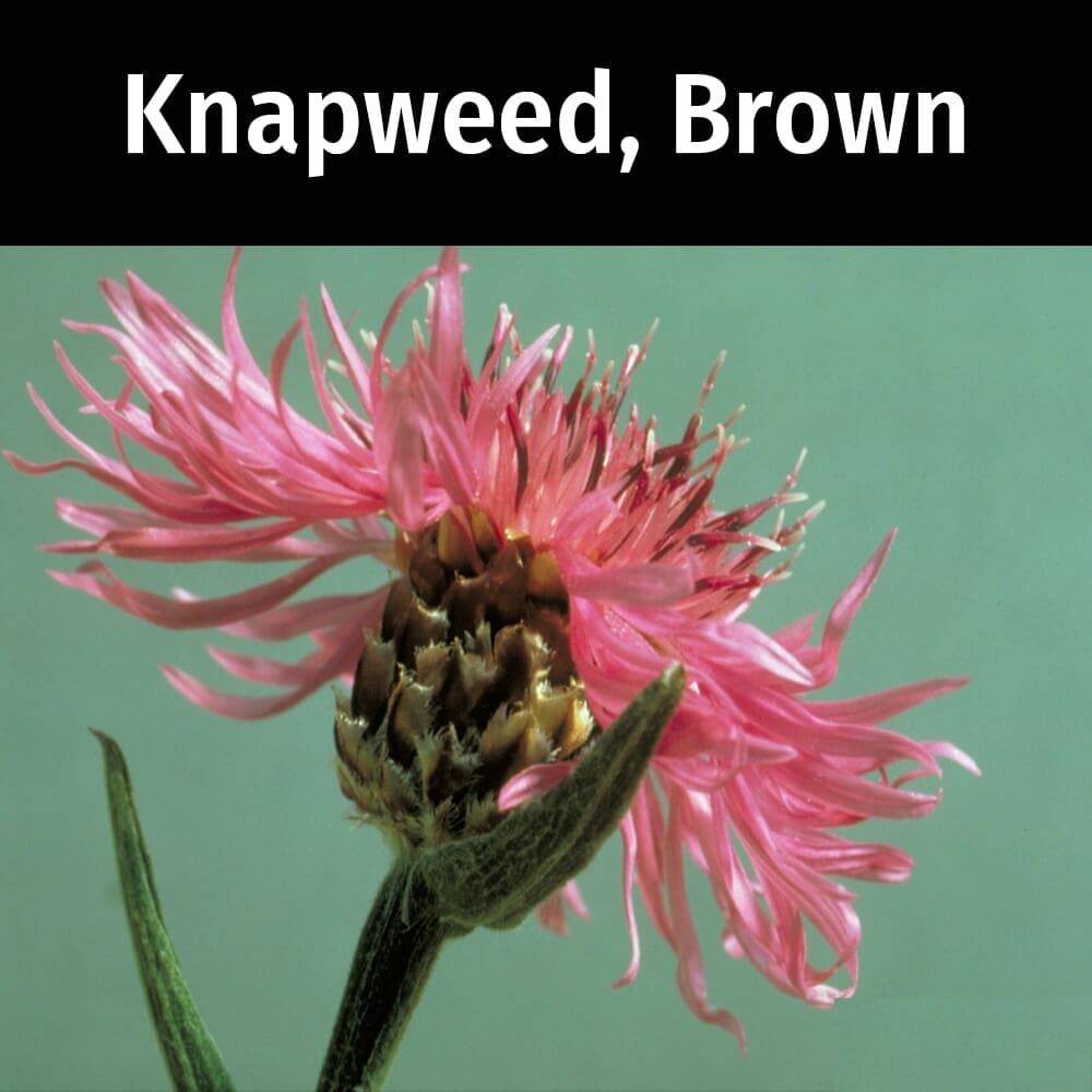 Knapweed-Brown