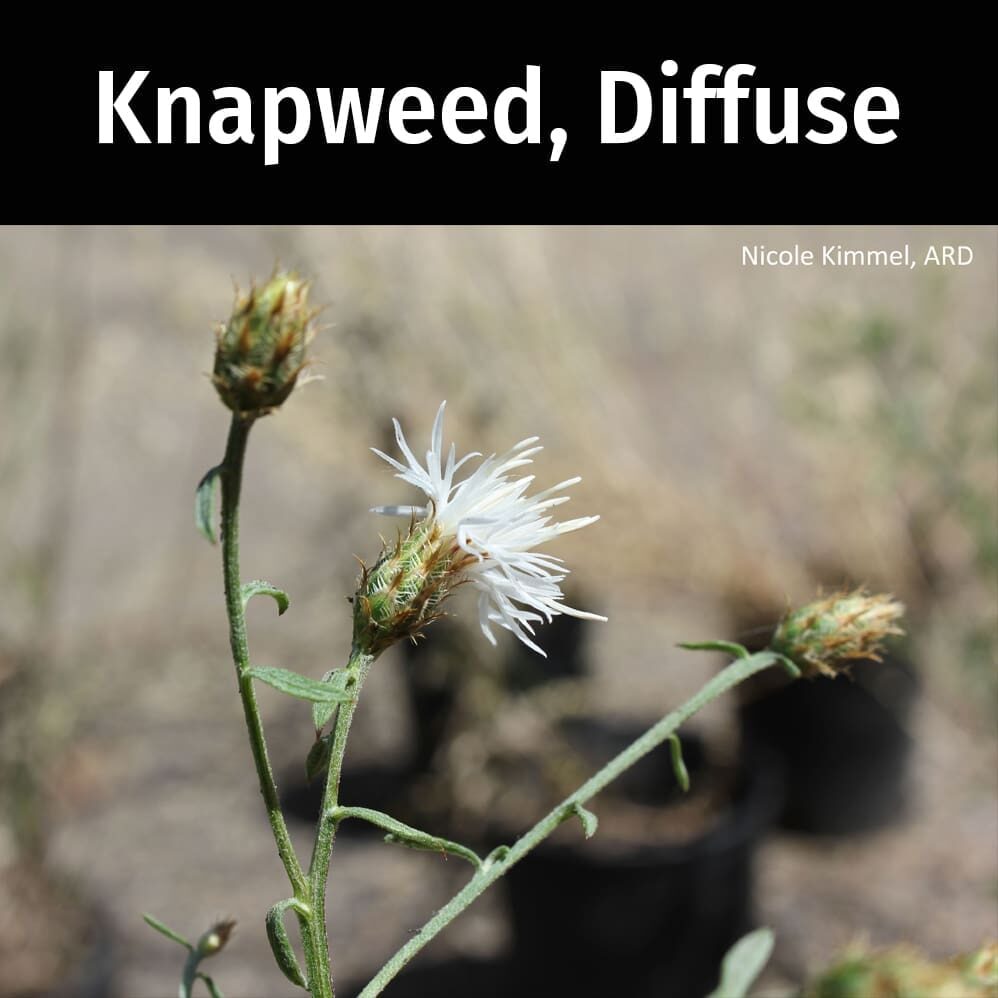 Knapweed-Diffuse