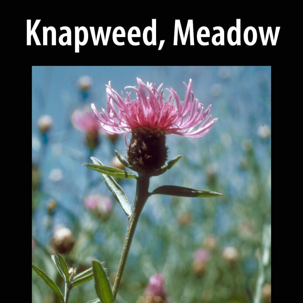 Knapweed Meadow Template for a Website