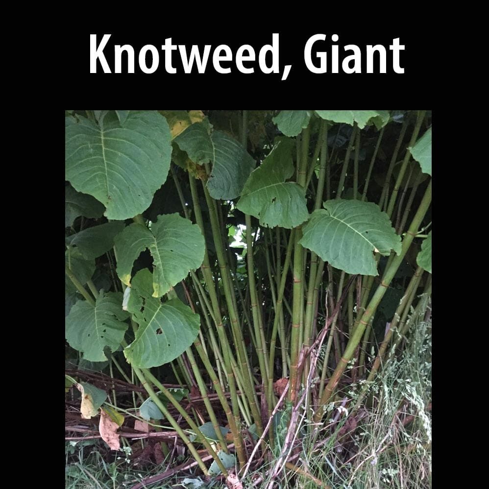Knotweed, Giant