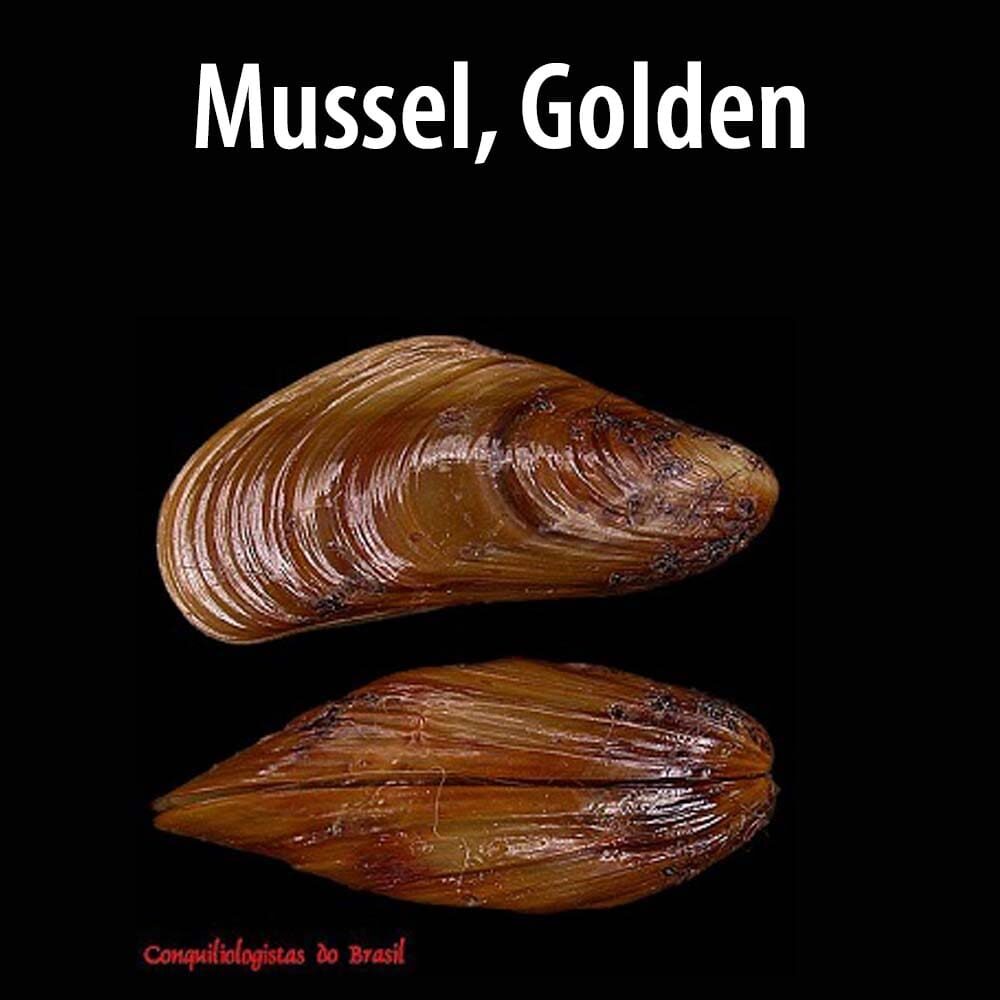 Mussel, Golden