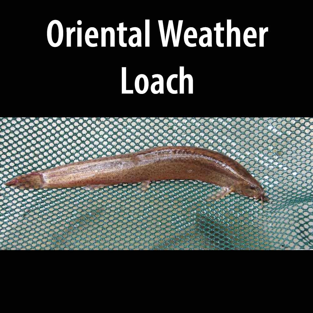 Oriental Weather Loach