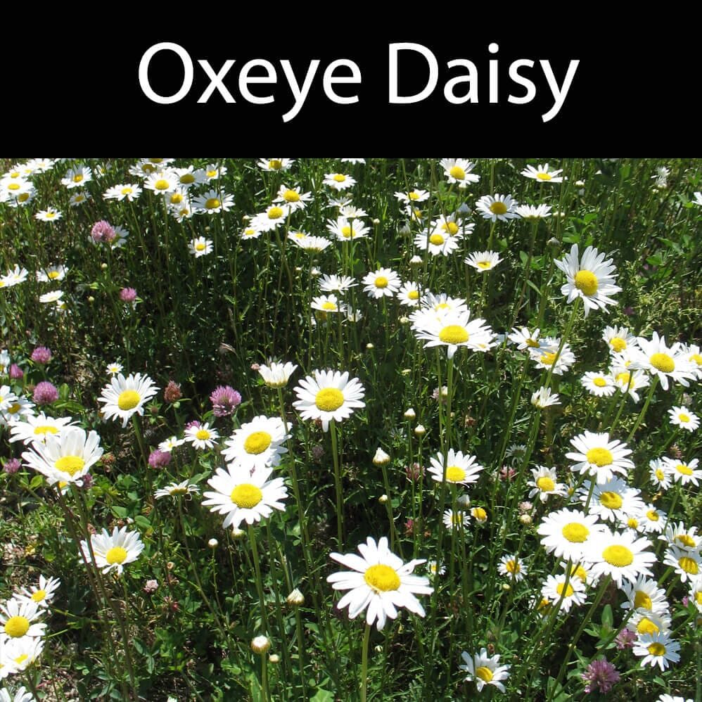 Oxeye-Daisy-1