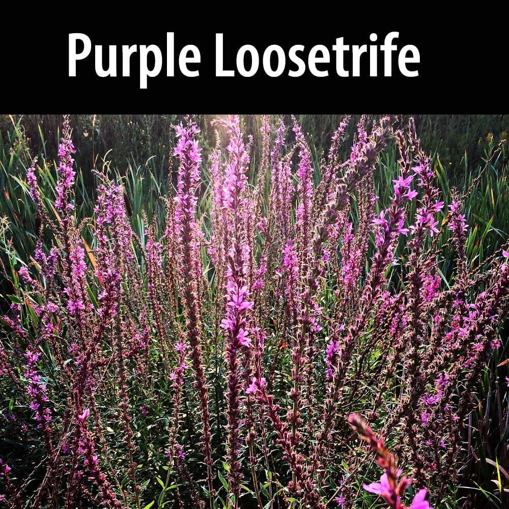 A purple loosestrife plant in the sun.