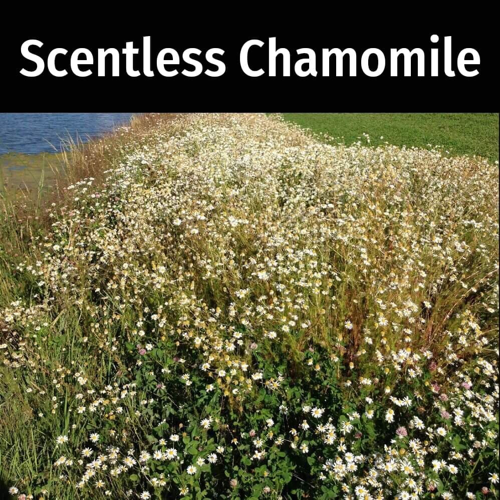 Scentless-Chamomile-4