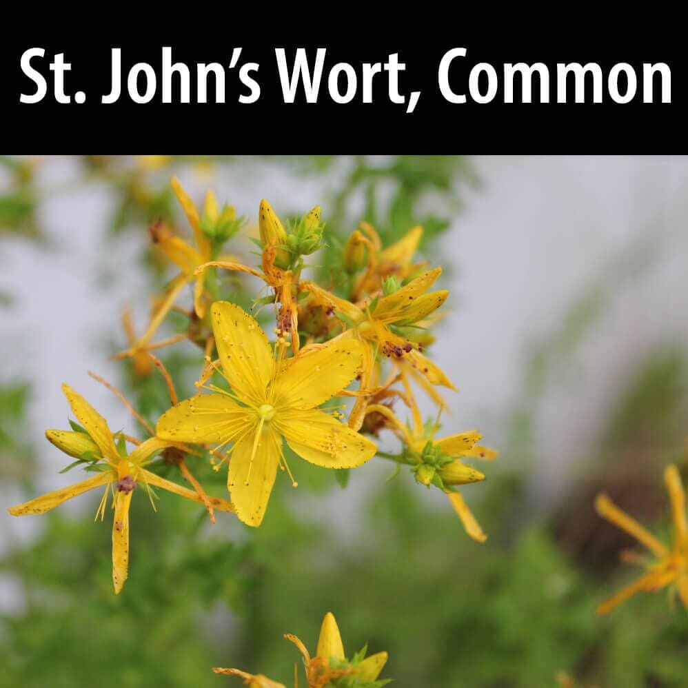 A close up of yellow flowers with text