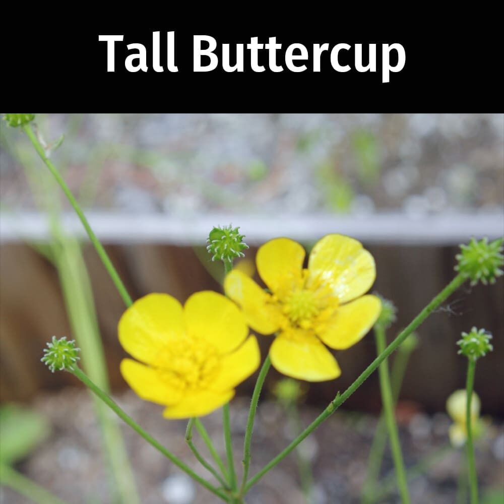 Tall-Buttercup