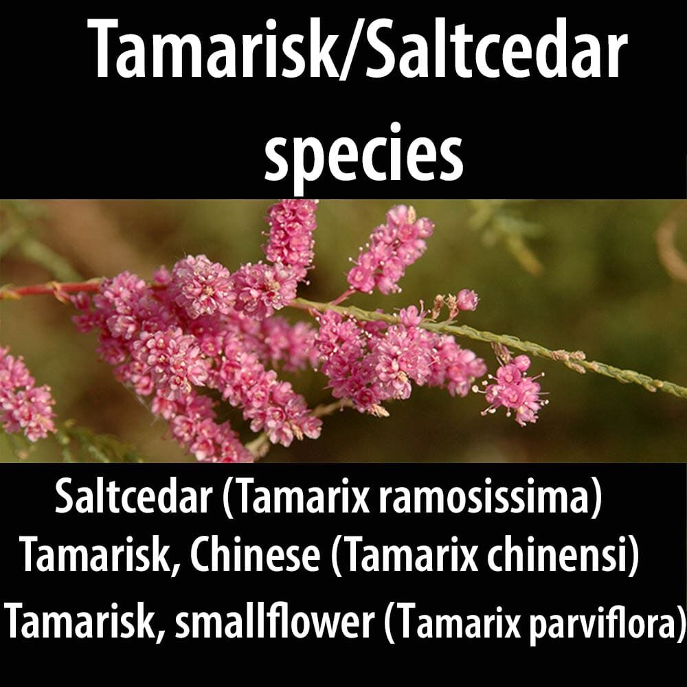 A close up of some pink flowers with the words " tamarisk / saltcedar species ".