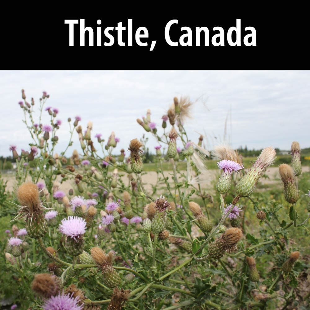 A field of purple flowers with the name thistle, canada.