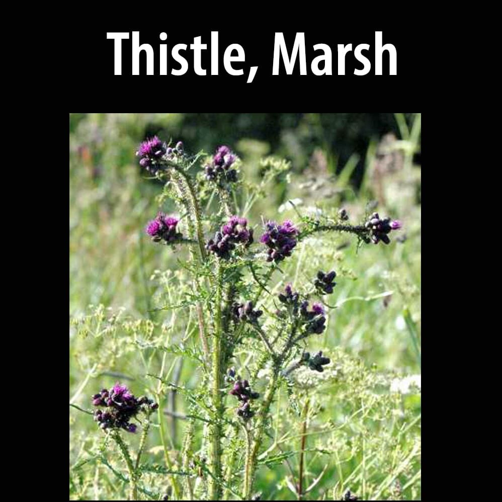 Thistle, Marsh