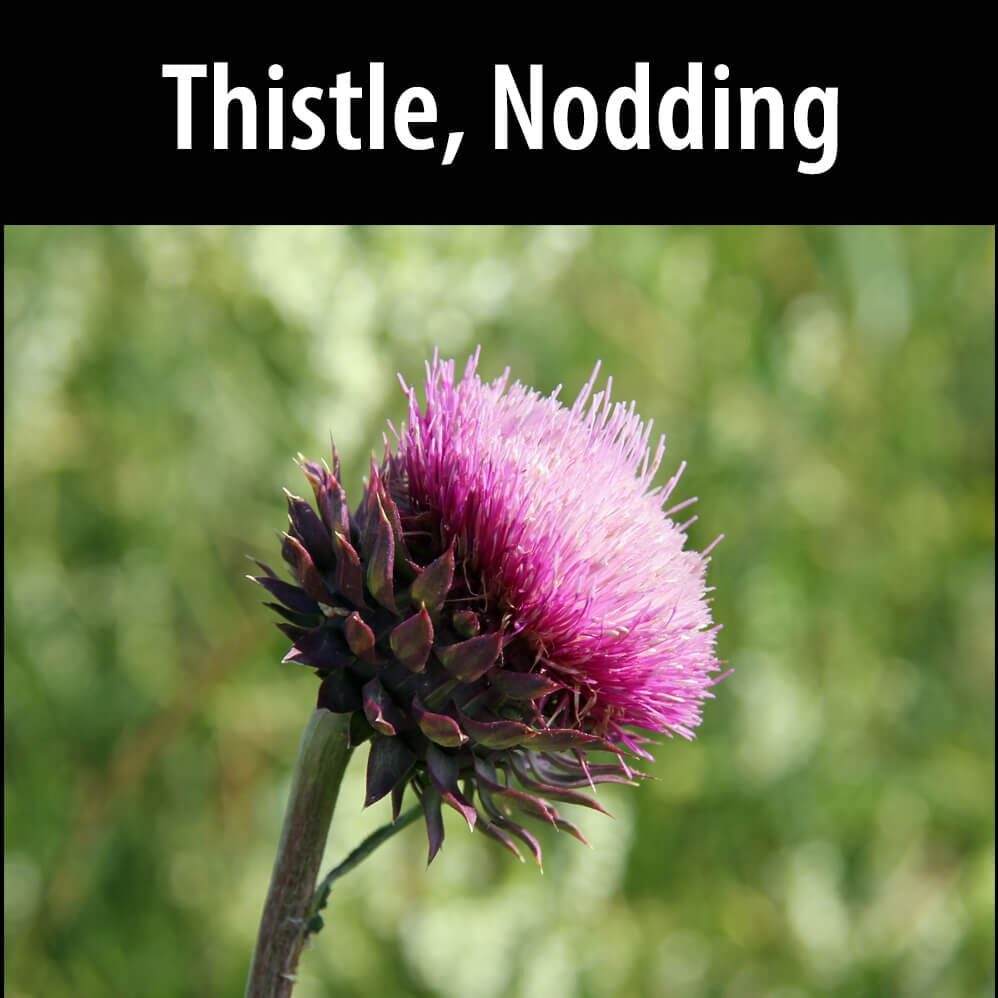 Thistle-Nodding