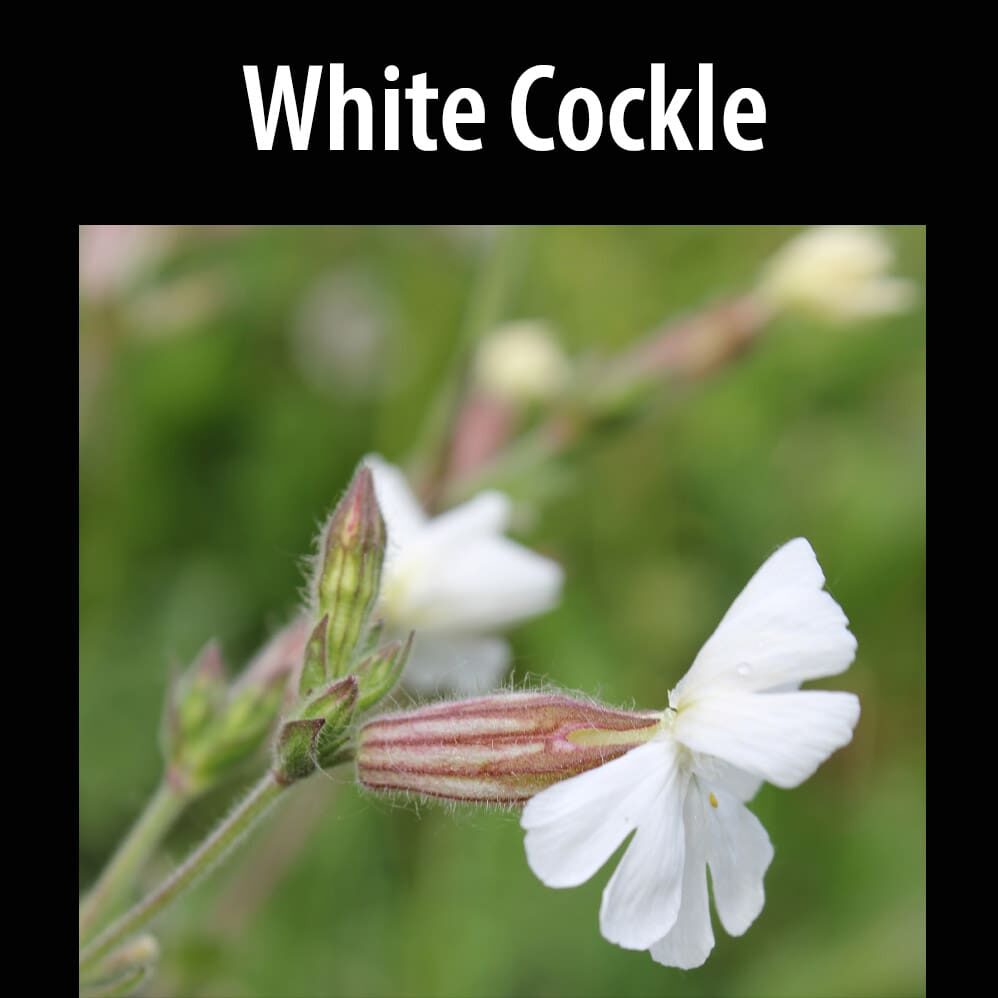 White Cockle