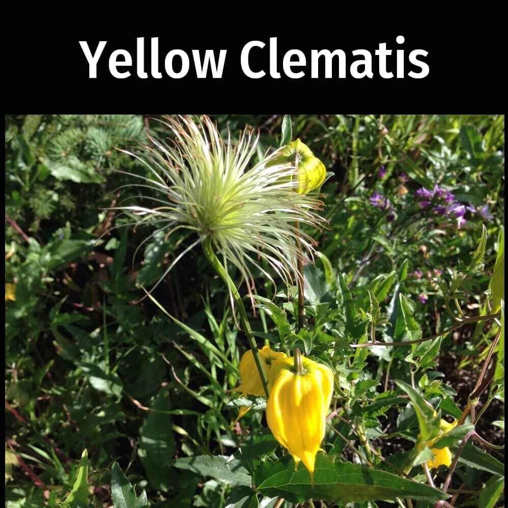 Yellow-Clematis-1
