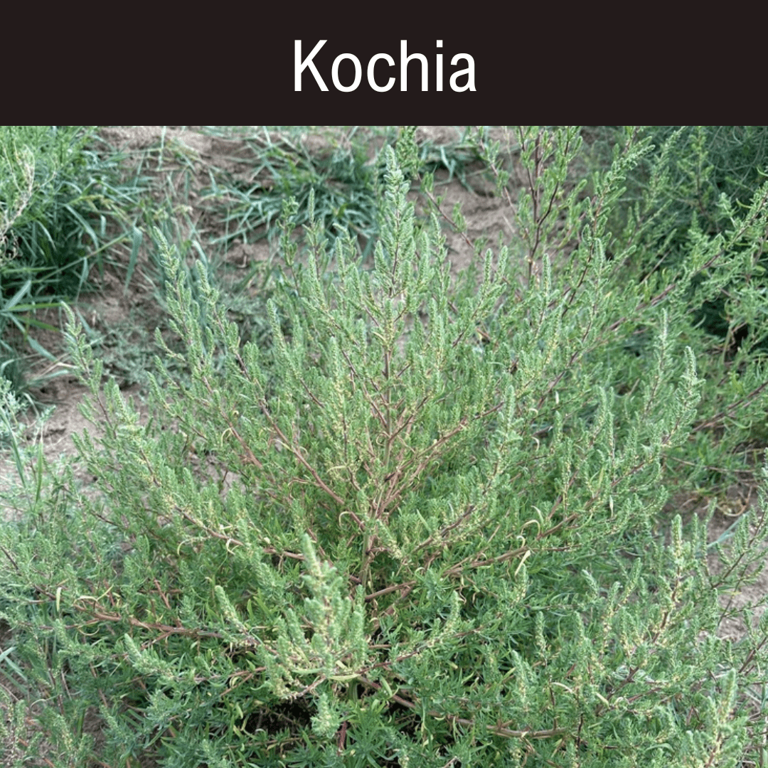 kochia factsheets kochia factsheets